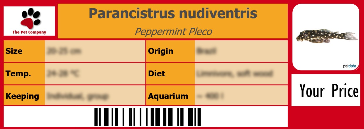 Parancistrus nudiventris Peppermint Pleco 105 x 38 mm