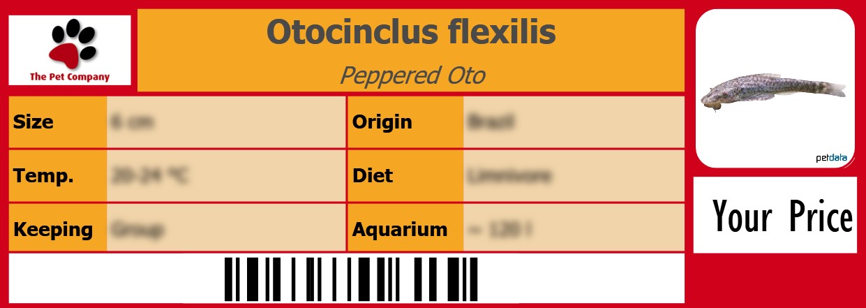 Otocinclus flexilis Peppered Oto 105 x 38 mm