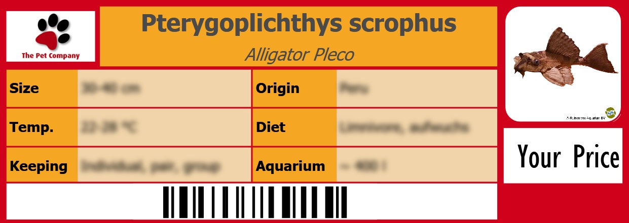 Pterygoplichthys scrophus Alligator Pleco 105 x 38 mm