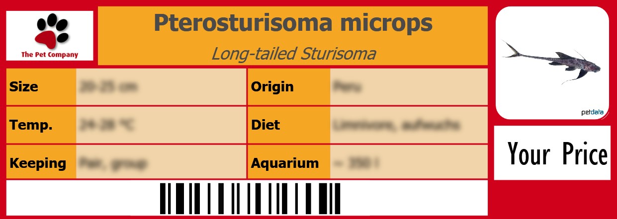 Pterosturisoma microps Long-tailed Sturisoma 105 x 38 mm