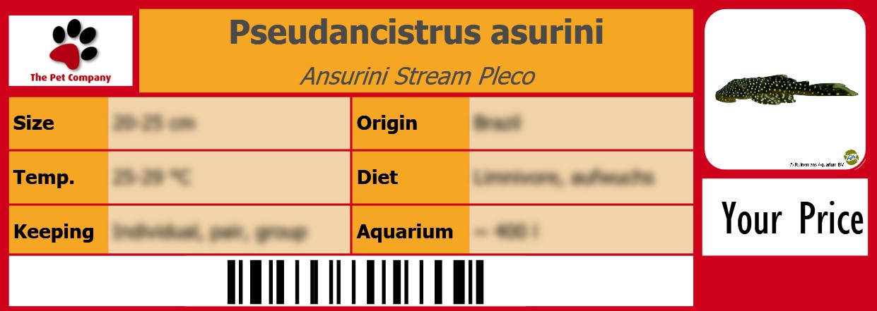 Pseudancistrus asurini Ansurini Stream Pleco 105 x 38 mm