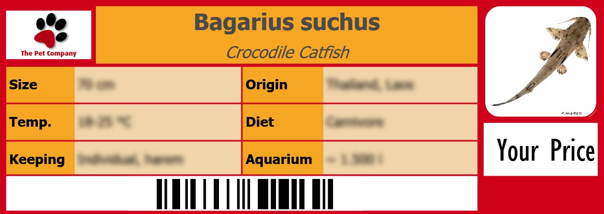 Bagarius suchus Crocodile Catfish 105 x 38 mm
