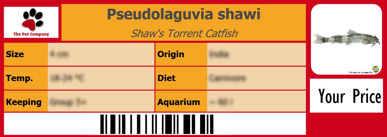 Pseudolaguvia shawi Shaw's Torrent Catfish 105 x 38 mm