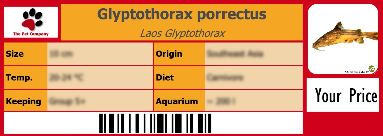 Glyptothorax porrectus Laos Glyptothorax 105 x 38 mm