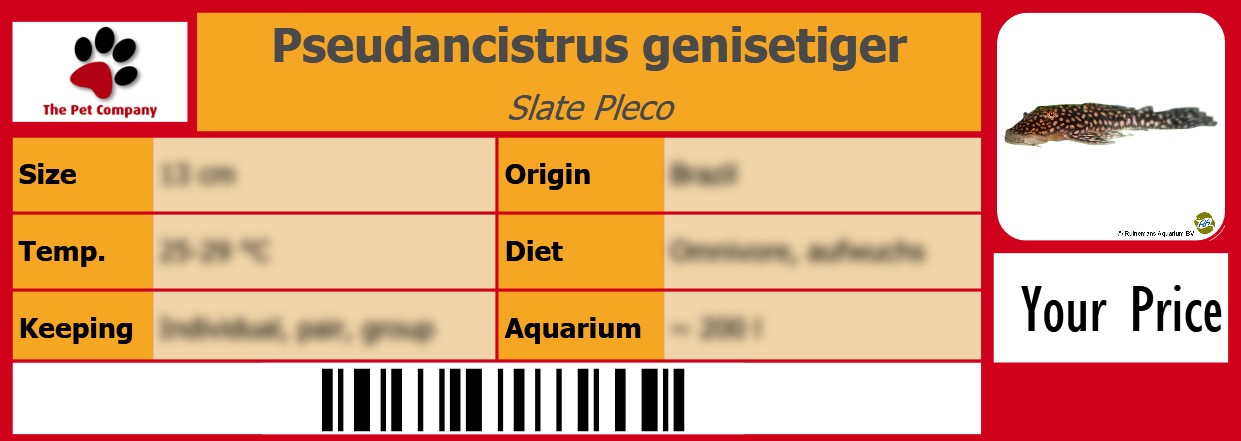 Pseudancistrus genisetiger Slate Pleco 105 x 38 mm