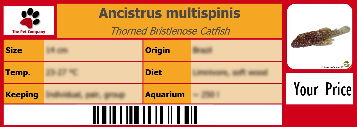 Ancistrus multispinis Thorned Bristlenose Catfish 105 x 38 mm