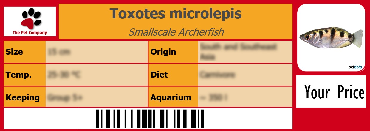 Toxotes microlepis Smallscale Archerfish 105 x 38 mm