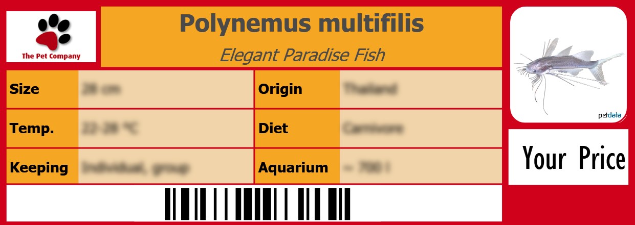 Polynemus multifilis Elegant Paradise Fish 105 x 38 mm