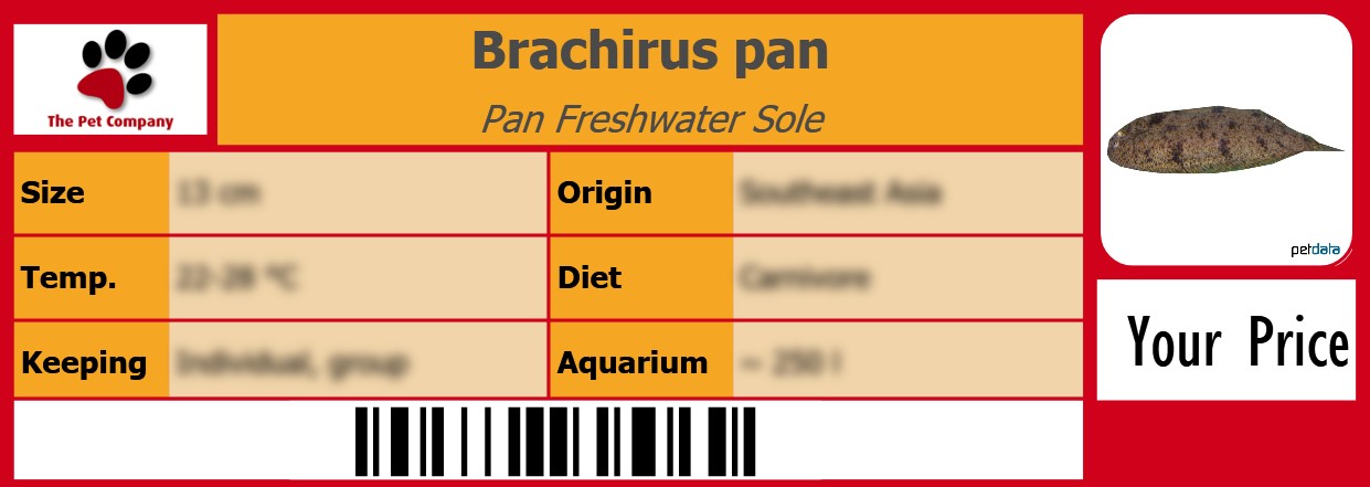 Brachirus pan Pan Freshwater Sole 105 x 38 mm