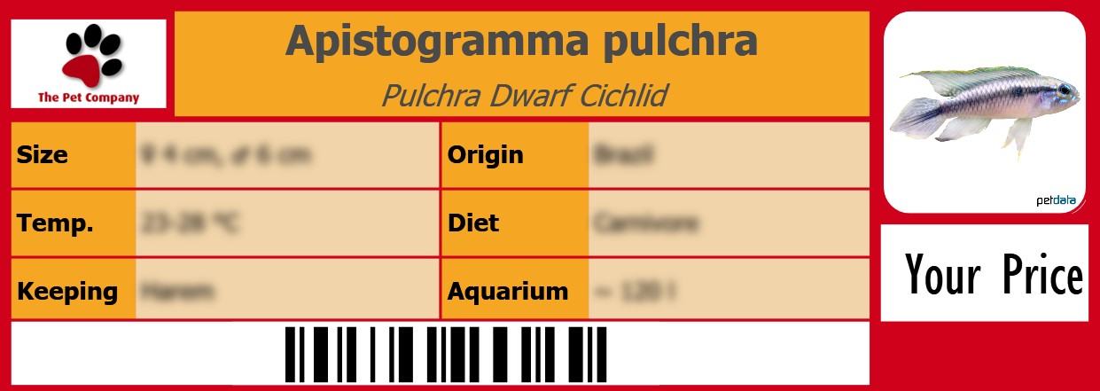 Apistogramma pulchra Pulchra Dwarf Cichlid 105 x 38 mm