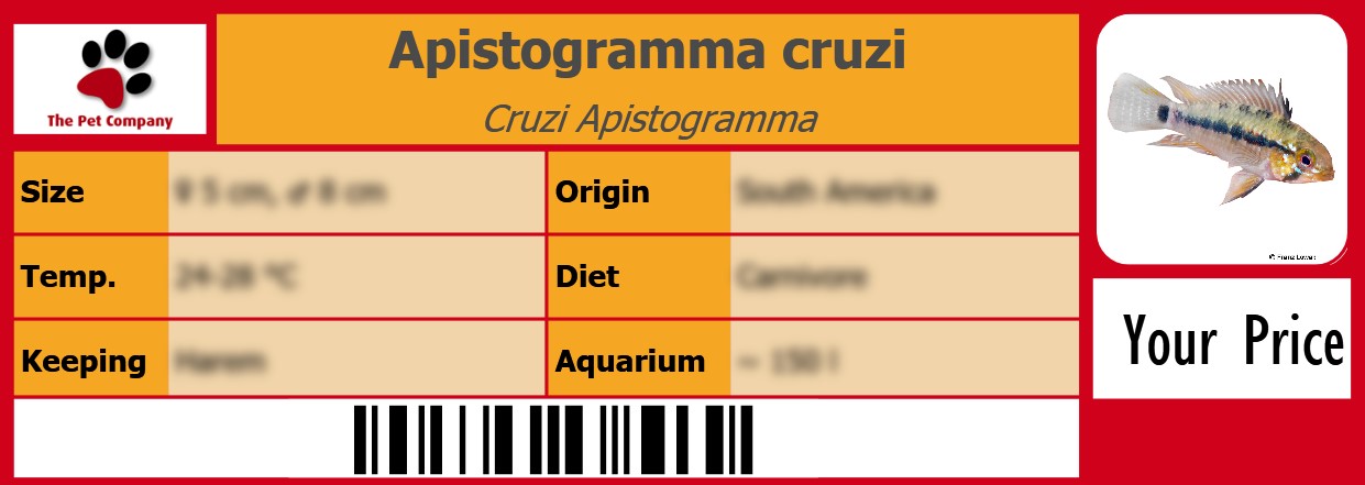 Apistogramma cruzi Cruzi Apistogramma 105 x 38 mm