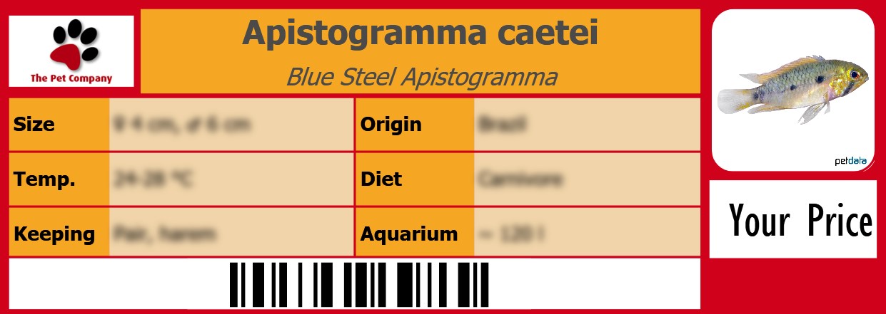 Apistogramma caetei Blue Steel Apistogramma 105 x 38 mm