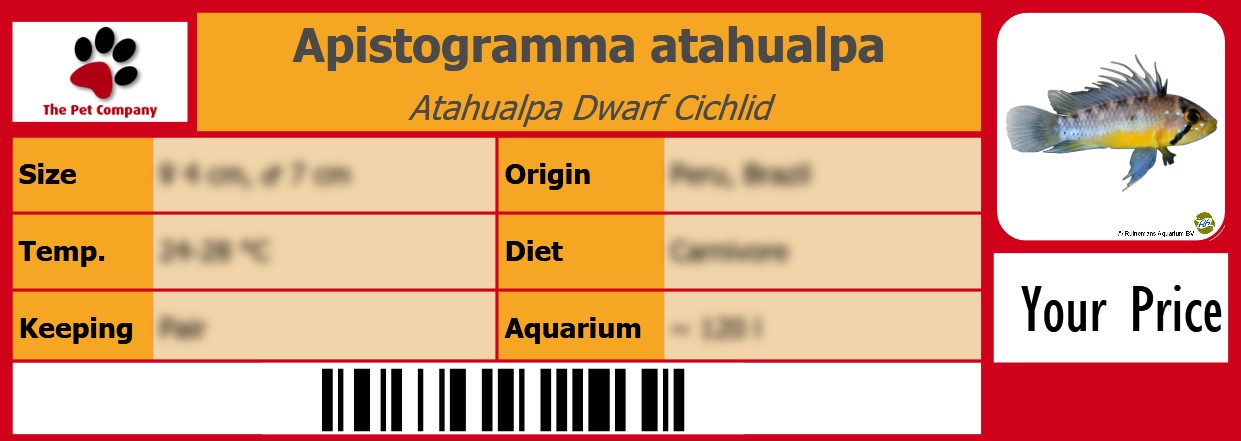 Apistogramma atahualpa Atahualpa Dwarf Cichlid 105 x 38 mm