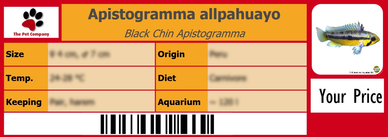 Apistogramma allpahuayo Black Chin Apistogramma 105 x 38 mm