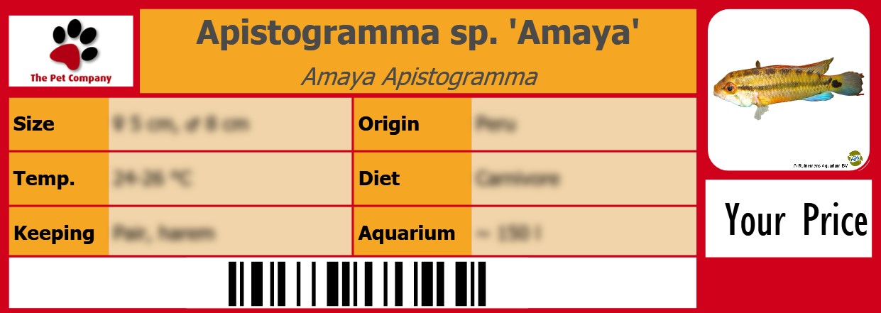 Apistogramma sp. 'Amaya' Amaya Apistogramma 105 x 38 mm