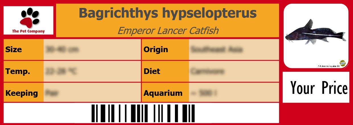 Bagrichthys hypselopterus Emperor Lancer Catfish 105 x 38 mm