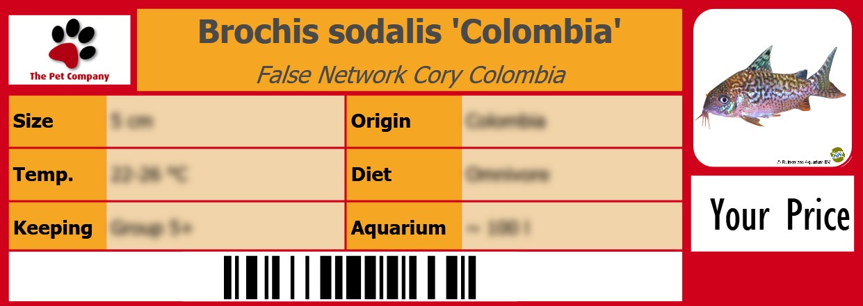 Brochis sodalis 'Colombia' False Network Cory Colombia 105 x 38 mm