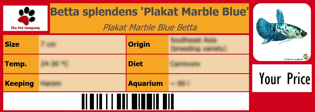 Betta splendens 'Plakat Marble Blue' Plakat Marble Blue Betta 105 x 38 mm
