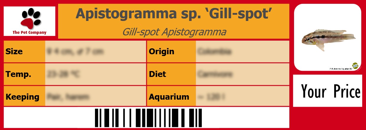 Apistogramma sp. ‘Gill-spot’ Gill-spot Apistogramma 105 x 38 mm