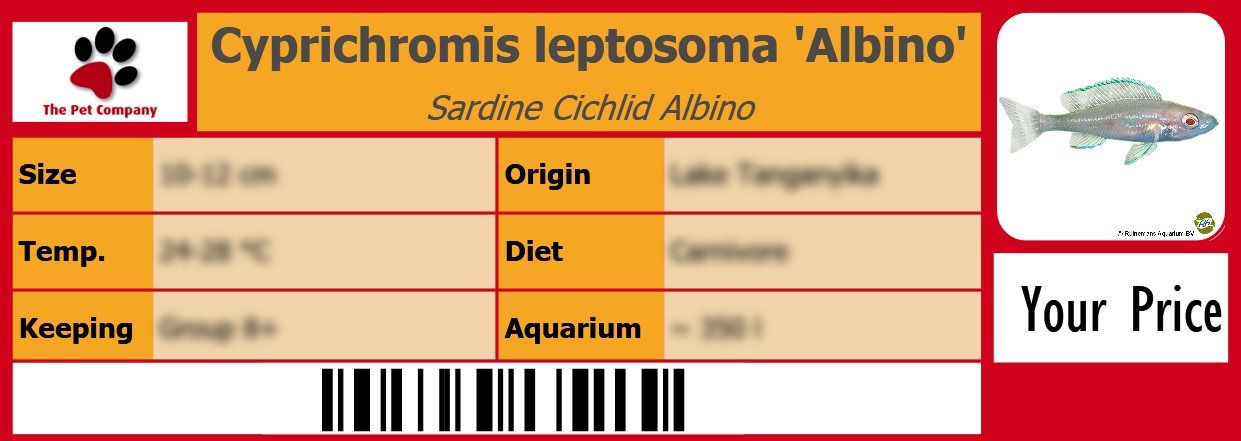 Cyprichromis leptosoma 'Albino' Sardine Cichlid Albino 105 x 38 mm
