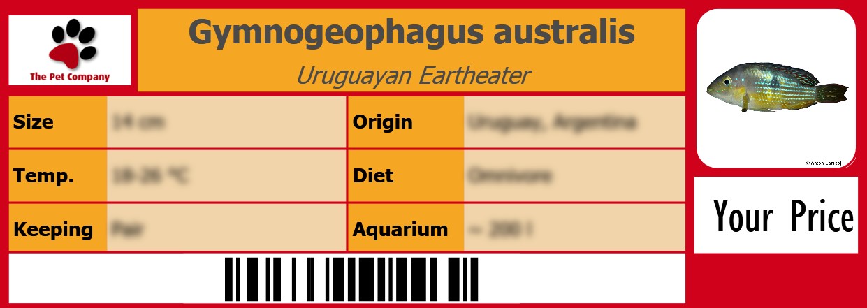 Gymnogeophagus australis Uruguayan Eartheater 105 x 38 mm
