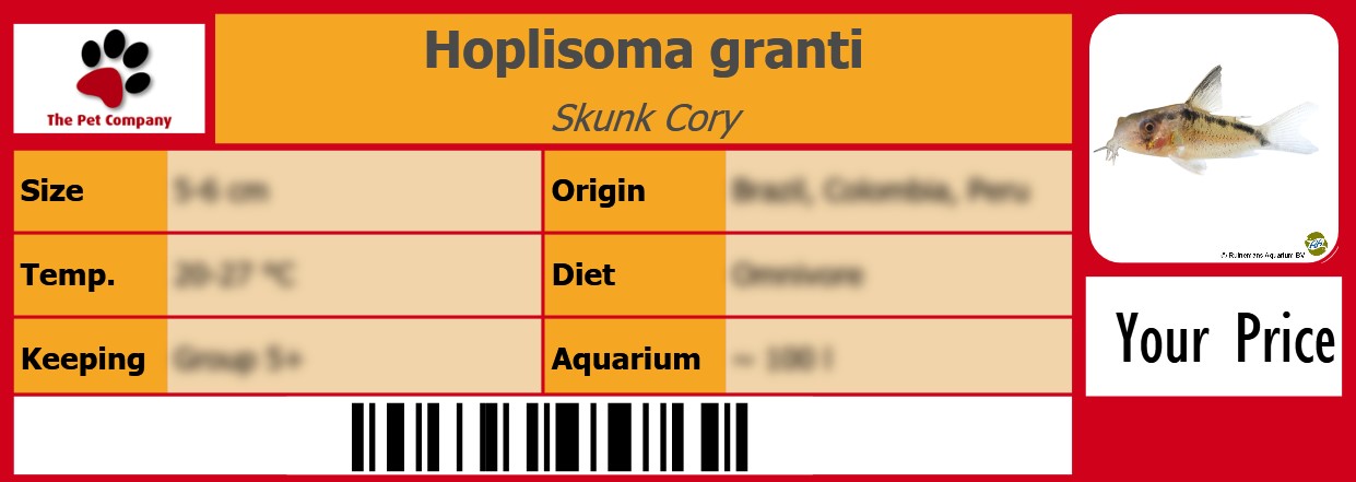 Hoplisoma granti Skunk Cory 105 x 38 mm