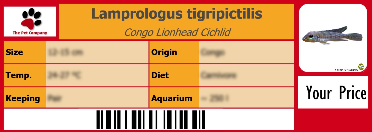 Lamprologus tigripictilis Congo Lionhead Cichlid 105 x 38 mm