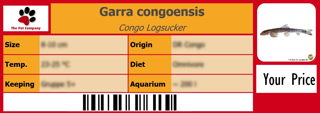 Garra congoensis Congo Logsucker 105 x 38 mm