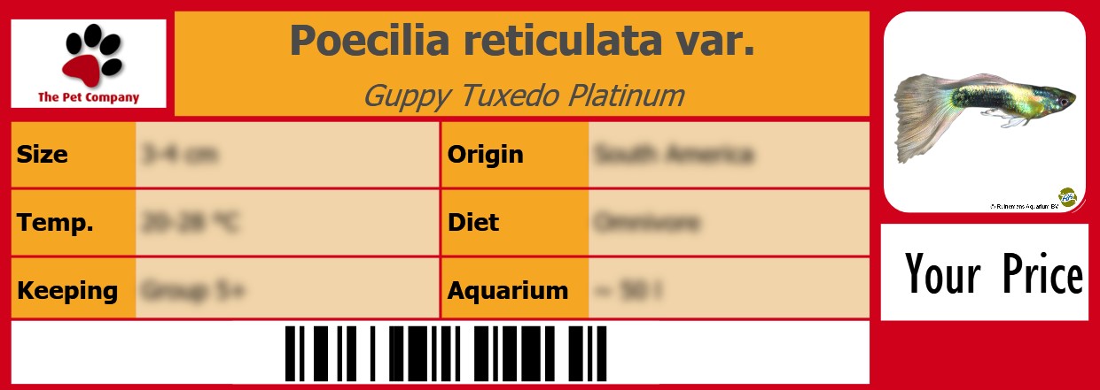 Poecilia reticulata var. Guppy Tuxedo Platinum 105 x 38 mm