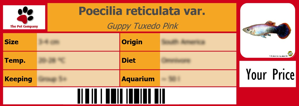 Poecilia reticulata var. Guppy Tuxedo Pink 105 x 38 mm