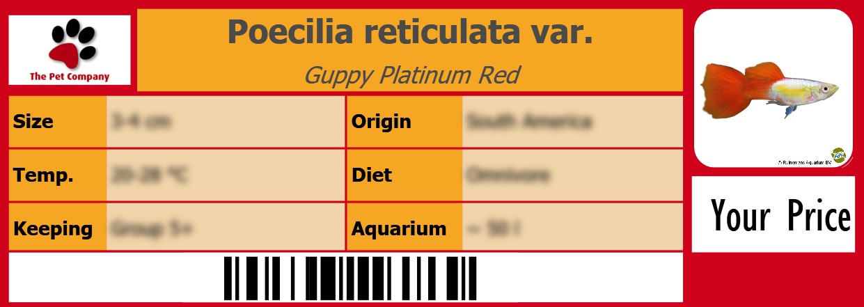 Poecilia reticulata var. Guppy Platinum Red 105 x 38 mm