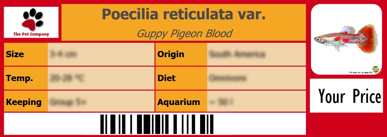 Poecilia reticulata var. Guppy Pigeon Blood 105 x 38 mm