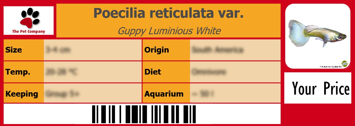 Poecilia reticulata var. Guppy Luminious White 105 x 38 mm