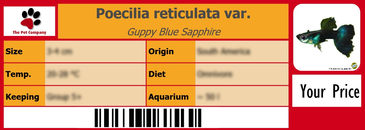 Poecilia reticulata var. Guppy Blue Sapphire 105 x 38 mm