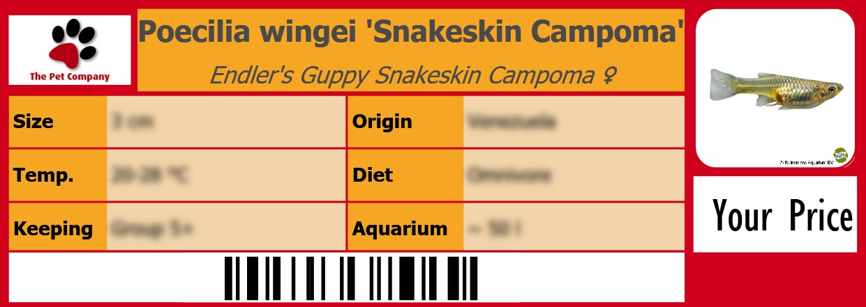 Poecilia wingei 'Snakeskin Campoma' Endler's Guppy Snakeskin Campoma ♀ 105 x 38 mm