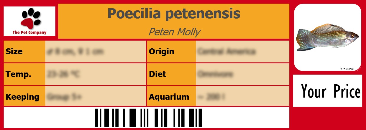 Poecilia petenensis Peten Molly 105 x 38 mm