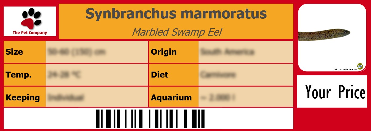 Synbranchus marmoratus Marbled Swamp Eel 105 x 38 mm