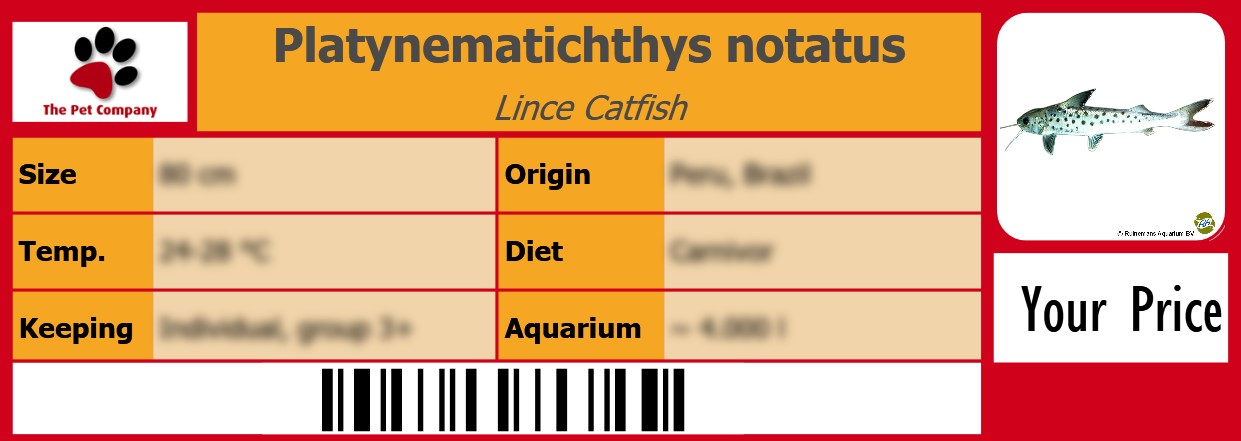 Platynematichthys notatus Lince Catfish 105 x 38 mm