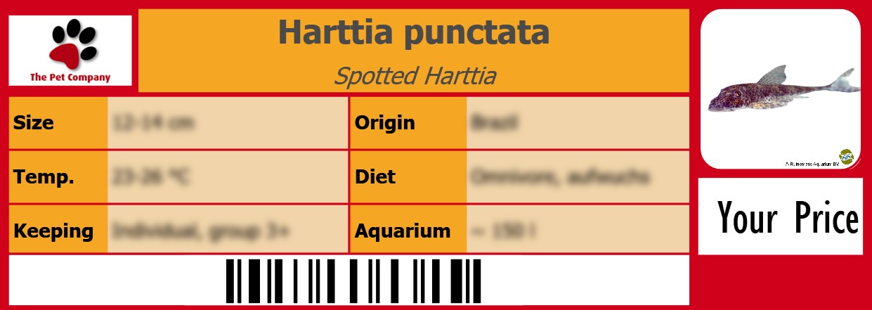 Harttia punctata Spotted Harttia 105 x 38 mm