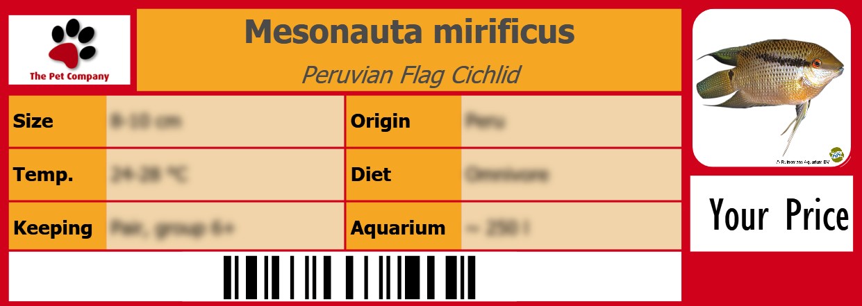Mesonauta mirificus Peruvian Flag Cichlid 105 x 38 mm