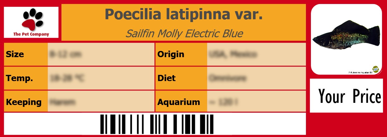 Poecilia latipinna var. Sailfin Molly Electric Blue 105 x 38 mm