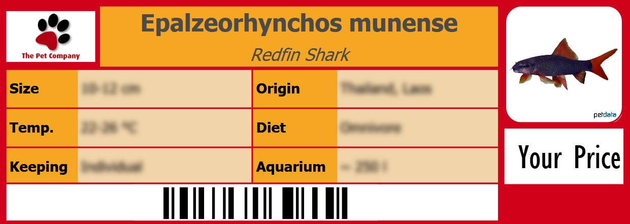 Epalzeorhynchos munense Redfin Shark 105 x 38 mm