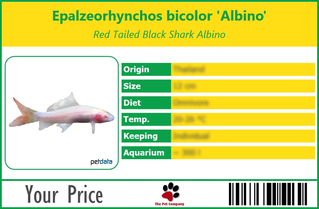 Epalzeorhynchos bicolor 'Albino' Red Tailed Black Shark Albino 90 x 60 mm