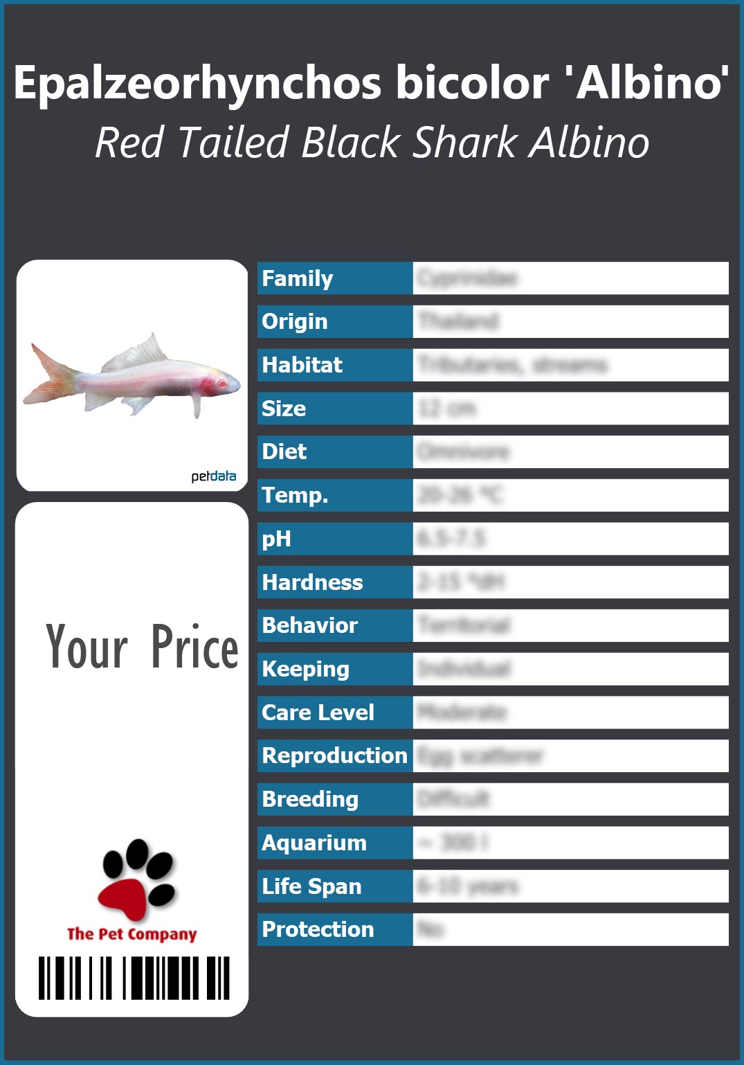 Epalzeorhynchos bicolor 'Albino' Red Tailed Black Shark Albino 91 x 130 mm