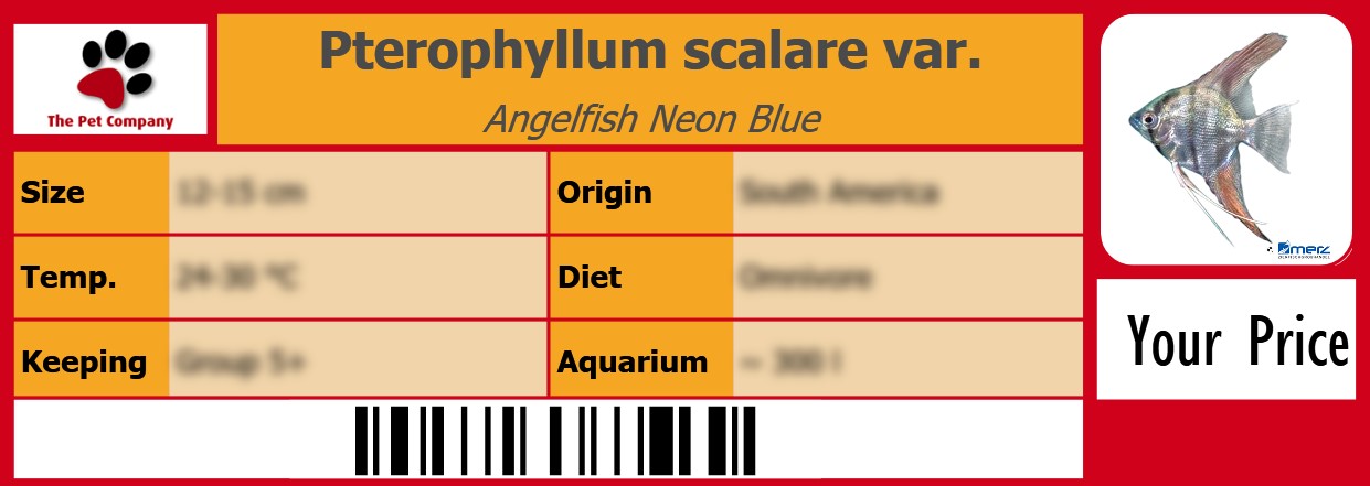 Pterophyllum scalare var. Angelfish Neon Blue 105 x 38 mm