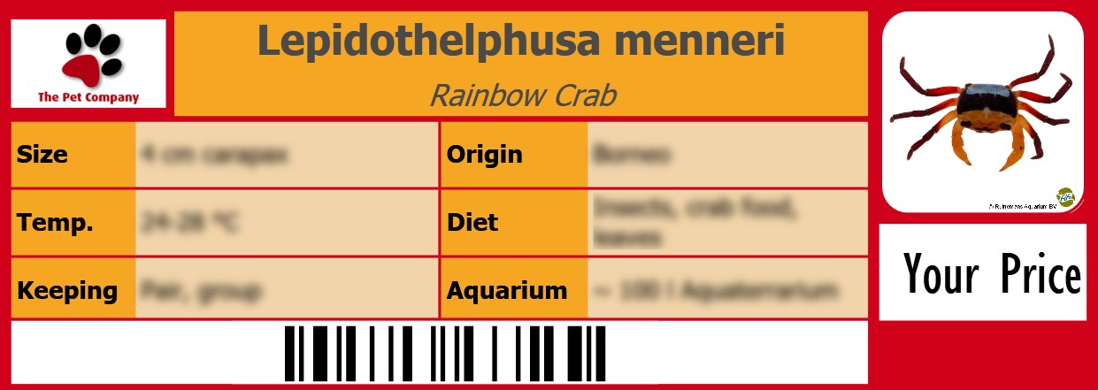 Lepidothelphusa menneri Rainbow Crab 105 x 38 mm