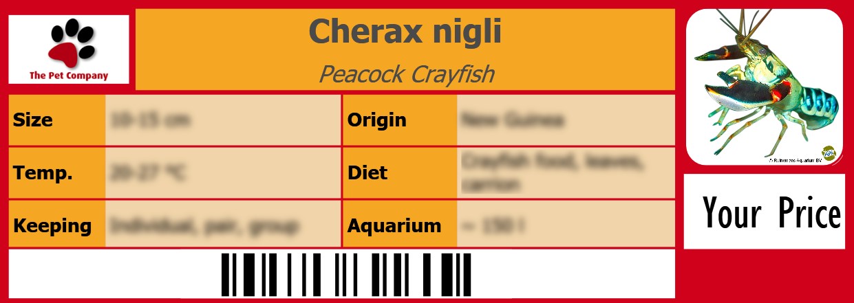 Cherax nigli Peacock Crayfish 105 x 38 mm