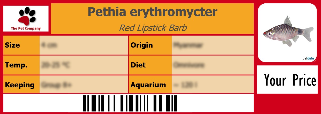 Pethia erythromycter Red Lipstick Barb 105 x 38 mm