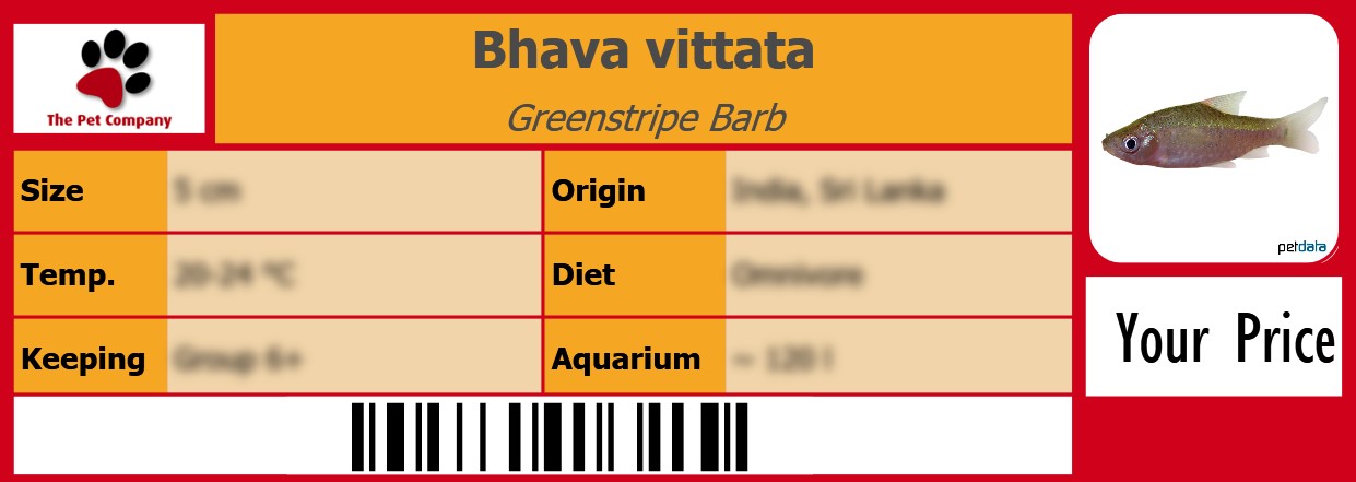Bhava vittata Greenstripe Barb 105 x 38 mm