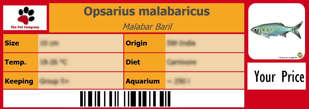 Opsarius malabaricus Malabar Baril 105 x 38 mm